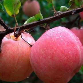 果半儿一级栖霞 红富士苹果5斤装 39.9元包邮