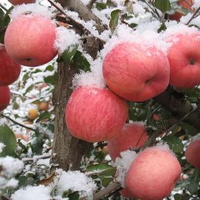 延安山地 红富士苹果 7斤装 19.9元包邮